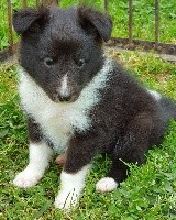 De falicobas - Shetland Sheepdog - Portée née le 26/01/2021