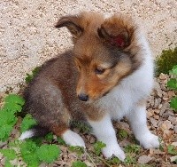 CHIOT